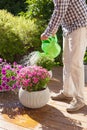 man gardener watering petunia and chrysanthemum flowers in garden Royalty Free Stock Photo