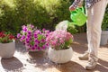 man gardener watering petunia and chrysanthemum flowers in garden Royalty Free Stock Photo