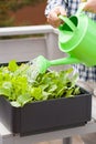 Man gardener watering vegetable garden in container on balcony Royalty Free Stock Photo