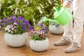 Man gardener watering viola flowers in garden Royalty Free Stock Photo