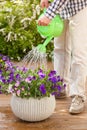 Man gardener watering viola flowers in garden Royalty Free Stock Photo