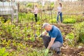 Man gardener working with hoe in garden Royalty Free Stock Photo