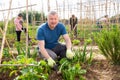 Man gardener working with hoe in garden Royalty Free Stock Photo