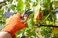 Worker`s hands with secateurs cutting off wilted leafs on grapevine. Seasonal gardening, pruning plant Royalty Free Stock Photo