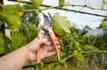 Worker`s hands with secateurs cutting off wilted leafs on grapevine. Seasonal gardening, pruning plant Royalty Free Stock Photo