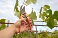 Worker`s hands with secateurs cutting off wilted leafs on grapevine. Seasonal gardening, pruning plant Royalty Free Stock Photo
