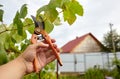 Worker`s hands with secateurs cutting off wilted leafs on grapevine. Seasonal gardening, pruning plant Royalty Free Stock Photo