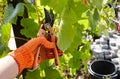 Worker`s hands with secateurs cutting off wilted leafs on grapevine. Seasonal gardening, pruning plant Royalty Free Stock Photo