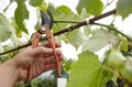 Worker`s hands with secateurs cutting off wilted leafs on grapevine. Seasonal gardening, pruning plant Royalty Free Stock Photo