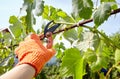 Worker`s hands with secateurs cutting off wilted leafs on grapevine. Seasonal gardening, pruning plant Royalty Free Stock Photo