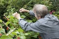 Man gardening and checking his runner bean plants Royalty Free Stock Photo