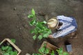 Man gardening work in the vegetable garden place a plant in the ground so that it can grow, top view