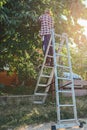 Man gathering cherry fruits in garden. Senior lifestyle. Summer harvesting. Man on ladder in the garden. Agriculture work