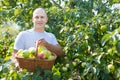 Man gathers apples in garden Royalty Free Stock Photo