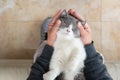 A man gently stroking a lovely british shorthair cat