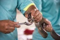 A man gets poison from a snake. Holding her in his arms Royalty Free Stock Photo