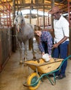 Farm workers feeding horses with grain Royalty Free Stock Photo