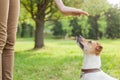 A man gives commands to a breed dog jack russel terrier which sits on the green grass