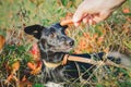 Man gives food to a mongrel dog