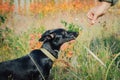 Man gives food to a mongrel dog