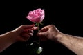 Man gives a rose to a girl. Relationship between man and woman. First date. Basics of relationships. Pink rose as a gift Royalty Free Stock Photo