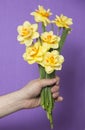 A man gives a yellow flower Narcissus