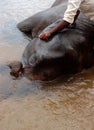 Man giving bath to an elephant in the river elephant wild animal bathing by brush cleaning wild animal in the river