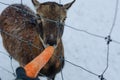 Man giving a carrot to a young deer behind the net Royalty Free Stock Photo