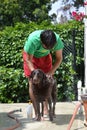 Man giving dog a bath Royalty Free Stock Photo