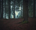 A man in gloomy dark northern forest in the evening fog Royalty Free Stock Photo