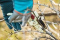 Man in gloves cuts branches from a tree, caring for the garden