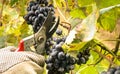 A man with gloves is cutting a cluster of San Giovese grape in Emilia Romagna,for the grape harvesting