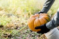 Man in gloves holds a yellow pumpkin in field at sunset in autumn harvest time. Pumpkin patch. Happy Thanksgiving and Halloween Royalty Free Stock Photo