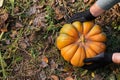 Man in gloves holds a yellow pumpkin in field at sunset in autumn harvest time. Pumpkin patch. Happy Thanksgiving and Halloween Royalty Free Stock Photo