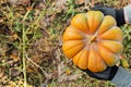 Man in gloves holds a yellow pumpkin in field at sunset in autumn harvest time. Pumpkin patch. Happy Thanksgiving and Halloween Royalty Free Stock Photo