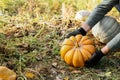 Man in gloves holds a yellow pumpkin in field at sunset in autumn harvest time. Pumpkin patch. Happy Thanksgiving and Halloween Royalty Free Stock Photo