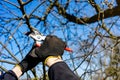 Man going gardening pruning fruit trees with pruning shears spring garden work Royalty Free Stock Photo