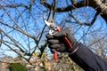 Man going gardening pruning fruit trees with pruning shears spring garden work