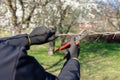 Man going gardening pruning fruit trees with pruning shears spring garden work