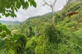 man going on zipline adventure through the forest in Lao