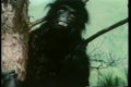 Man in gorilla suit going berserk in tree