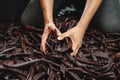 man is grabbing a bunch of ripe carob beans