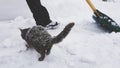 Man with a green snow shovel cleans the sidewalk in winter. Funny grey cat walks nearby