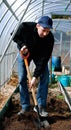 Man in greenhouse digging the soil with a shovel on the gardenbed