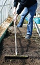 Man in greenhouse leveled the soil with a rake on the gardenbed