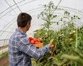 Man in greenhouse picking tomatoes looking back holding crate Royalty Free Stock Photo