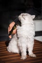 Man grooming his domestic cat with furminator or grooming tool. Stroking fur and taking care of cat. Pet care, grooming.