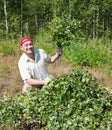 Man in a grove do birch besoms Royalty Free Stock Photo