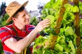 Man growing vegetables