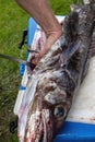 Man gutting a large deep sea fish